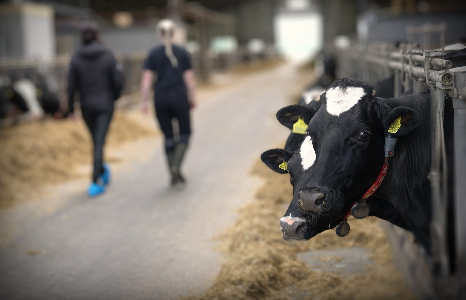 Salgskonsulent og kunde på fodergang med køer