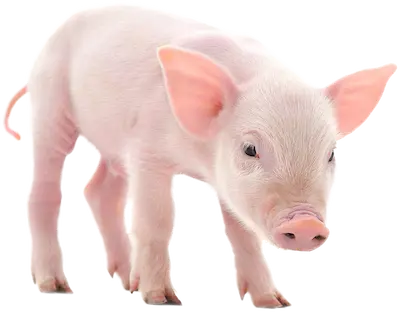 Little piglet